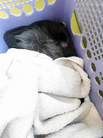 黃雨默 - 照顧兔子